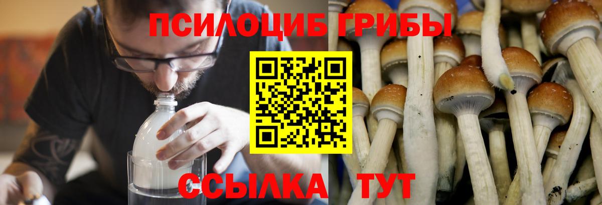 Новокубанск  наркотики  Вход с VPN  Галлюциногенные грибы Cubensis 
